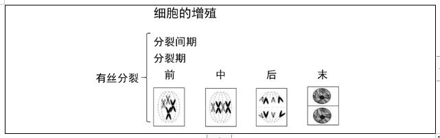 高中生物《细胞的增殖》说课稿.png