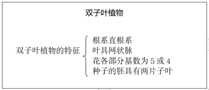 双子叶植物示意图图片