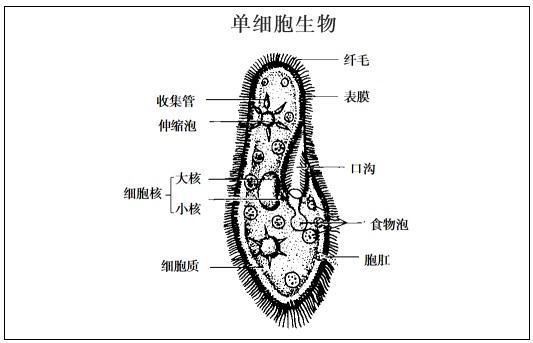 单细胞生物 架子鼓图片